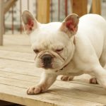 英語で犬をしつけてみませんか?犬好き必見の英語フレーズ