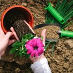 ガーデニングが趣味の方必見！？植物・園芸に関する英語の用語と表現
