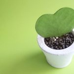 人の心を癒す英語フレーズとは？英語で伝えるやさしい気持ちと心遣い