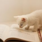 こんなにある！「主に・ほとんど・たいてい」を表す１７の英語表現